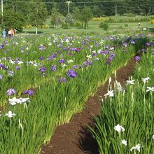 夏間は月一で行くんだけど、これは七月の写真です。売店裏の花菖