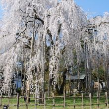 境内のしだれ桜（2014年4月撮影）