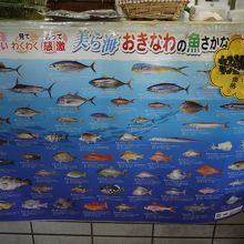 沖縄の魚の種類