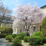 4月11日でもまだ桜が咲いていた。