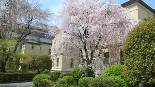 4月11日でもまだ桜が咲いていた。
