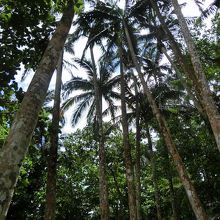 亜熱帯のジャングルといった感じ。