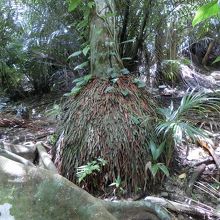 根っこの形状が特徴的です。