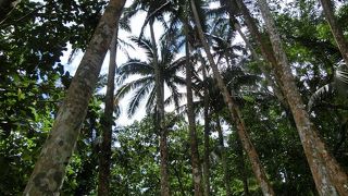 亜熱帯のうっそうとしたヤシ林