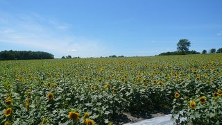 大きなひまわりがたくさん！