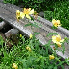 ハイキングでは高山植物に出会えます