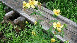 自然に囲まれ癒されます