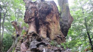 楠のパワーがいただけます。