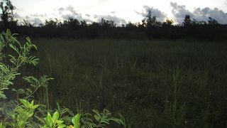 池間島にある湿原