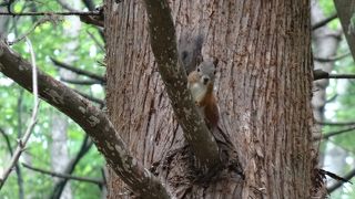 リスも見られました