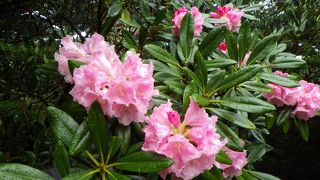 しゃくなげ登山