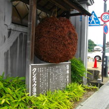 こんなに大きいの初めて見ました。