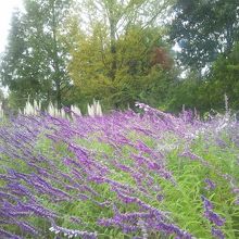 アメジストセージ