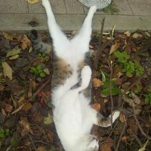 すごいかっこで昼寝してる猫さんもいました