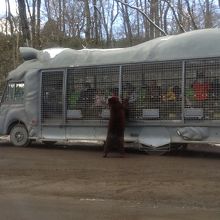 サファリバスからのえづけ