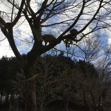 木にのぼるライオン