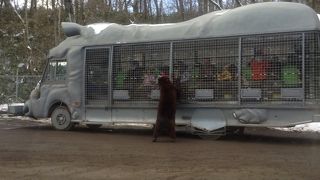 自家用車で駆け抜けるサファリ