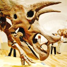 恐竜の化石も多数。