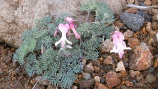 コマクサは畳平周辺に多い