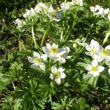 ハクサンイチゲ