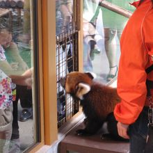レッサーパンダでしたが、これも可愛い！！