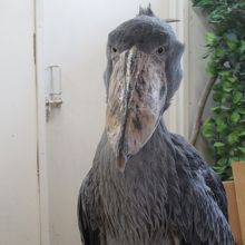 今、とっても有名です〜