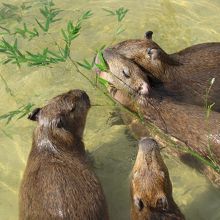 カピバラの毛は、剛毛でした。。