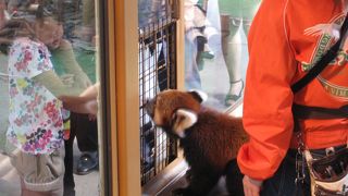 驚きです！猫ちゃんが動物園で、芸をしました！！