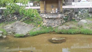 食い付きのいい鯉たち