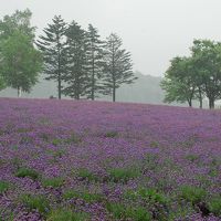 ラベンダー畑があり散策できます。