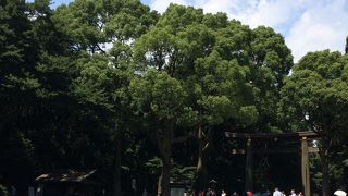 都会の中にある森