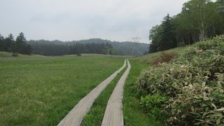 木道と緑のコントラストが良かった