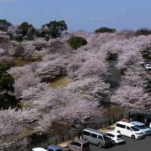 桜を見下ろせます。