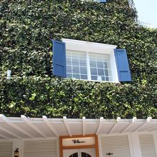 蔦に覆われた店舗