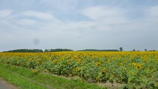 一面ひまわりで感動しました。