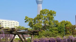 藤とスカイツリー