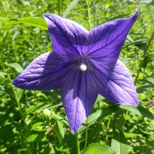 園内に咲いていました