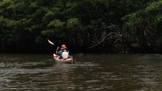 マングローブ見事！