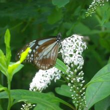 蝶のアサギマダラに会いました