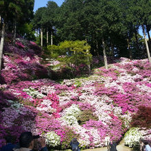 一面に広がるツツジ