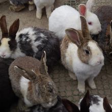 ウサギがいっぱい