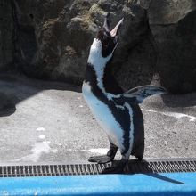 ぺんぎんだいすき