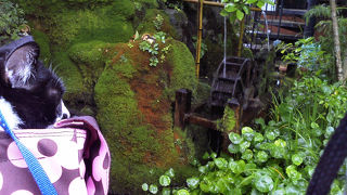 店先などいたる所から湧水が湧き出てました。