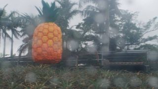 パイナップル食べ放題！