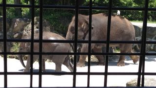 富士サファリパーク