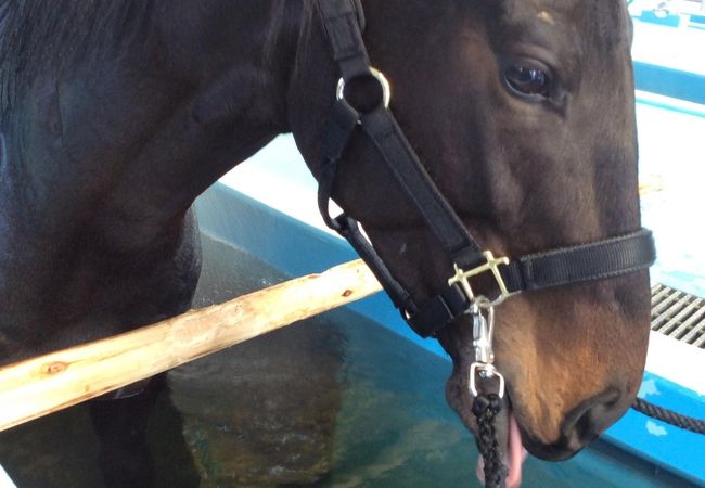 JRA 競走馬総合研究所 (常磐支所) クチコミ・アクセス・営業時間 JRA 競走馬総合研究所 (常磐支所) クチコミ・アクセス・営業時間