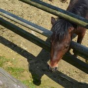 自然の中で動物と触れ合える