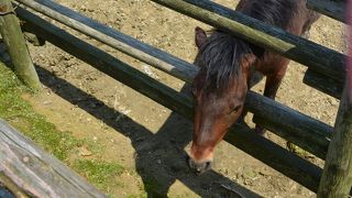 自然の中で動物と触れ合える