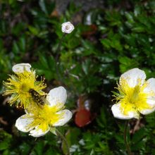 前聖岳と奥聖岳の間にチングルマの群生地があります