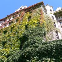 絡まる蔦も美しく感じます